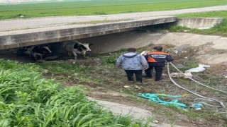 Köyden kaçan iki inek itfaiye ekiplerince yakalandı