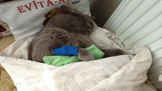 Kuduz aşısı sonrası kedileri ölen aile şikayetçi oldu