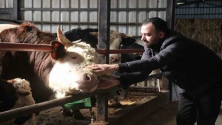 Kurbanlık alışverişinde erken alım hareketliliği