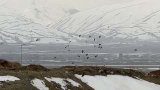 Kuşların rüzgarla dansı: Havada zor kalabildiler