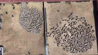 Kuzular anneleriyle buluştu, sevgi yumağı dron kamerasında
