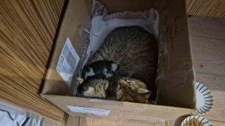 Lisenin maskot kedisi, yavrularını okula emanet etti