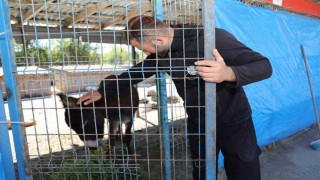 Mahalleye inen eşek ortalığı birbirine kattı