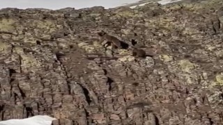 Malatyada ayı ve yavrusu görüntülendi