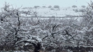 Malatyada kayısı bahçeleri kar altında kaldı