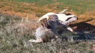 Malatyada vaşak-köpek kavgası kamerada