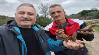 Manisada kuzugöbeği tutkusu engel tanımıyor