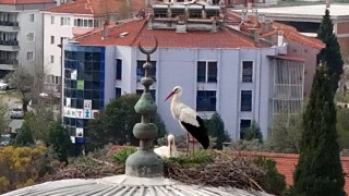 Menteşenin sadık misafirleri geldi, 30 yıllık gelenek bozulmadı