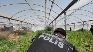 Mersinde seraya baskın: Binlerce kök Hint keneviri ele geçirildi