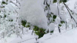 Meteorolojiden Orduda zirai don uyarısı