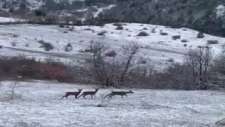 Nadir misafirler kar altında görüntülendi: Refahiyede kızıl geyik heyecanı
