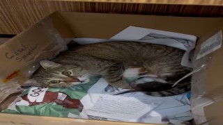 Okulun maskot kedisi yavrularını öğretmenler odasına taşıdı