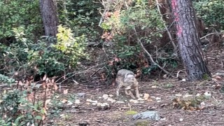 Önce karnını doyurdu, sonra gözden kayboldu