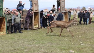 Orduda doğaya 16 kızıl geyik salındı