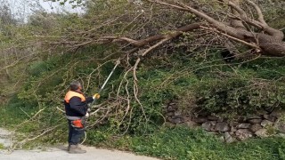 Osmaniyede fırtına etkili oldu, devrilen ağaçlar yolları kapattı