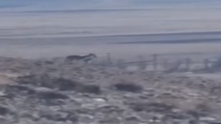 Özalpte sürüye saldırmak için fırsat kollayan kurtlar görüntülendi