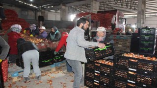 Pazarın en ucuzu soğan Amasyadan Avrupaya gönderiliyor
