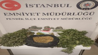 Pendikte uyuşturucu operasyonu: 10 kilo marihuana ele geçirildi