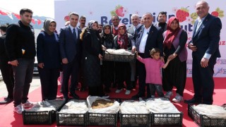 Pozantı’da 900 Bin Fide Dağıtıldı