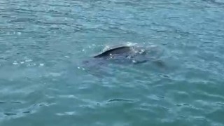 Rizede nadir görülen deniz kaplumbağası balıkçının kamerasına yansıdı