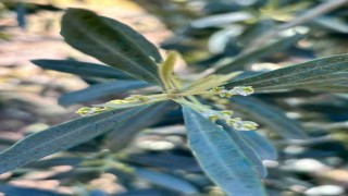 Salihlide zeytin üreticilerine Zeytin Pamuklu Biti uyarısı