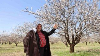 Şanlıurfa badem üretiminde Adıyaman ile yarışıyor