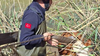 Şanlıurfada tahliye kanalına düşen 2 inek kurtarıldı