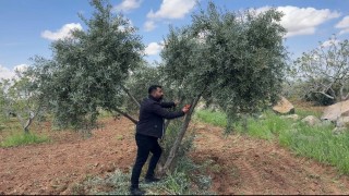 Şanlıurfada zeytin üreticilerine kritik uyarı