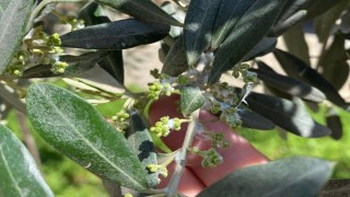 Sarıgölde zeytin üreticileri pamuklu bit zararlısına karşı uyarıldı