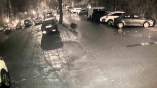 Sarıyerde aç kalan domuzlar hastane yakınına kadar geldi