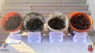 Sasonda endemik bitki operasyonu: 4 kişiye 2 milyon 8 bin lira ceza