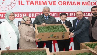 Sebze üretimi yapan çiftçilere fide dağıtıldı