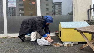 Şehir merkezine inen tilki kimseye aldırış etmeden karnını doyurdu