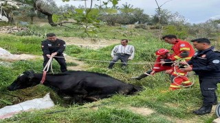 Seydikemerde mahsur kalan inek itfaiye ekipleri tarafından kurtarıldı