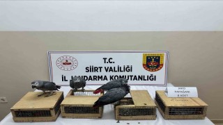 Siirtte 8 jako papağan ele geçirildi