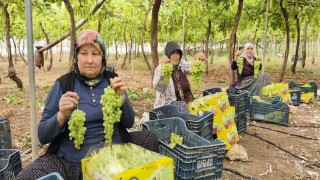 Silifkede sezonun ilk üzümü hasat edildi, kilosu 600 TLden ihraç edildi