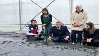 Sinopta IPARD desteğiyle kurulan serada ilk gül fidanları toprakla buluştu