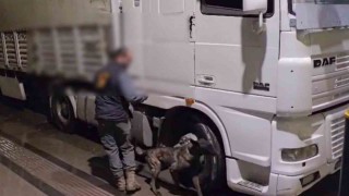 Sivasta 12 kilo uyuşturucu ele geçirildi: 2 tutuklama