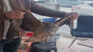 Sivasta yaralı bulunan Kızıl şahin koruma altına alındı