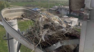 Sokak lambaları kuşlara yuva oldu