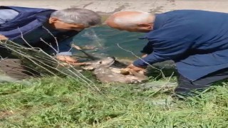 Sulama kanalına düşen karacayı vatandaşlar kurtardı