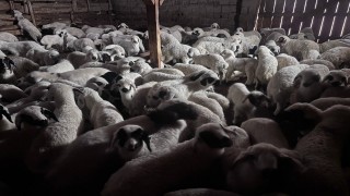 Sürülerde bahar hareketliliği: Kuzular annelerini böyle buldu