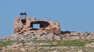 Tarihi yapıda tepki çeken halay
