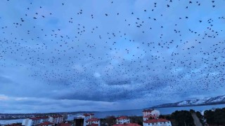 Tatvanda gökyüzünü kaplayan binlerce kuş görsel şölen sundu