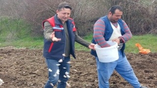 Tavşanlı Köprücek Sarımsağı artık çiftçilere ciddi gelir sağlıyor