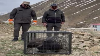 Tedavisi tamamlanan oklu kirpi doğaya salındı