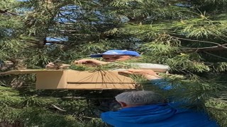 Tokatta ağaca oğul veren arıları ekipmansız topladı