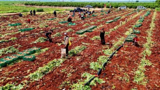 Turfanda patateste hasat başladı