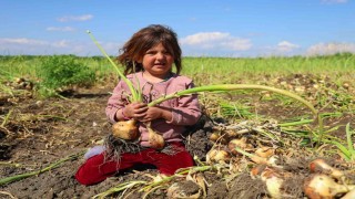 Turfanda soğanda hasat başladı, fiyatı arz-talep belirleyecek