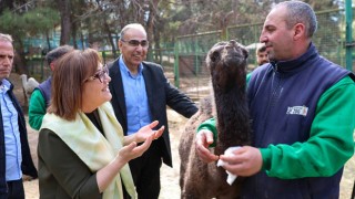 Türkiye’de Doğan İlk Zürafa Yavrusu Gaziantep’te